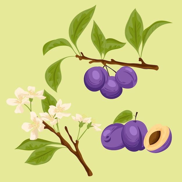 Vecteur gratuit illustration détaillée de fruits et de fleurs de prune