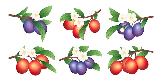 Vecteur gratuit illustration détaillée de fruits et de fleurs de prune