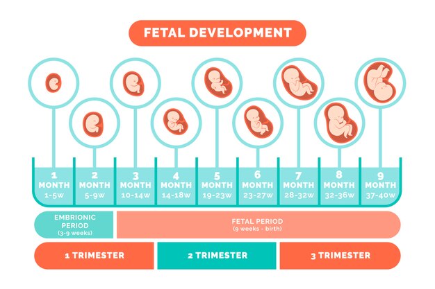 Infographie sur le développement fœtal dessiné à la main