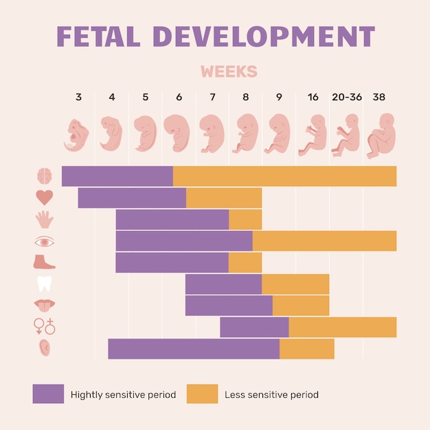 Infographie sur le développement fœtal dessiné à la main