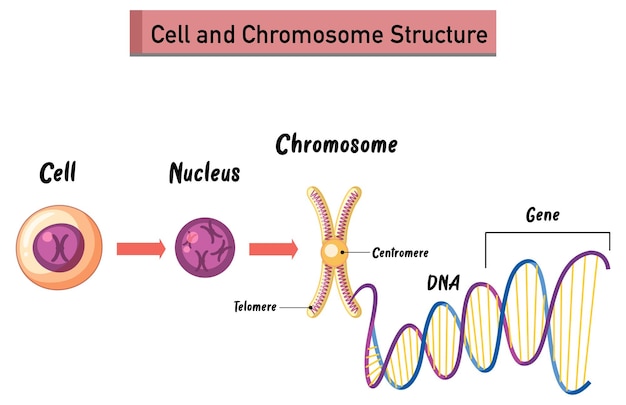 Vecteur gratuit infographie sur la structure des cellules et des chromosomes