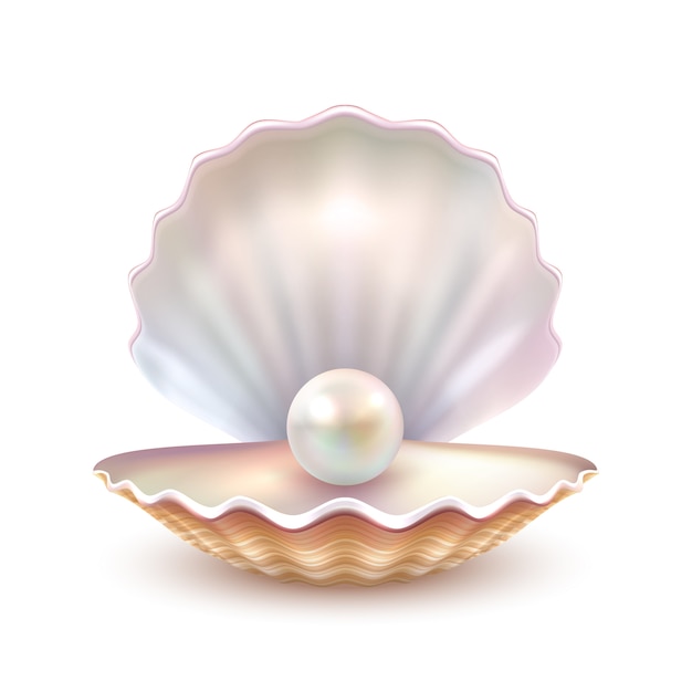 Pearl Shell réaliste Close Up Image