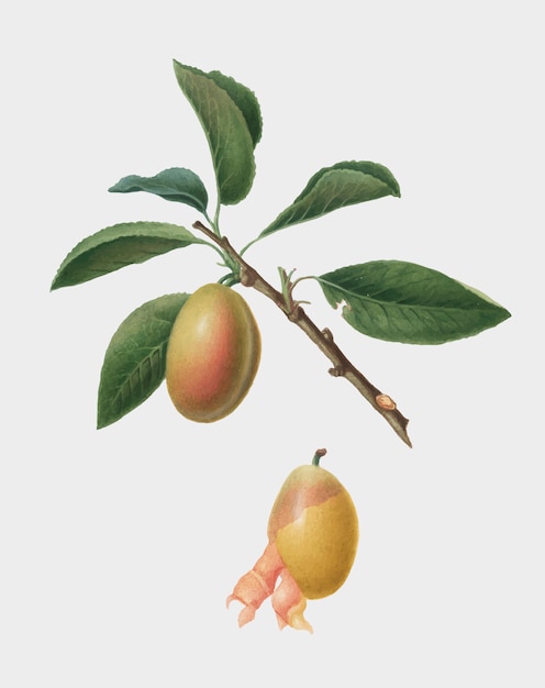 Vecteur gratuit prune arménienne d&#39;illustration de pomona italiana