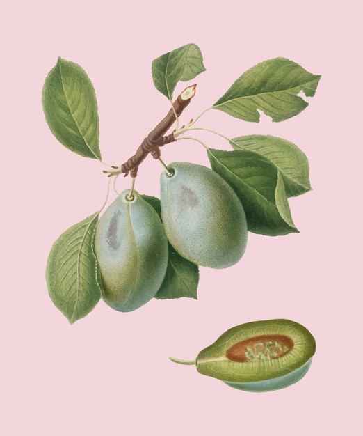 Vecteur gratuit prune d&#39;illustration pomona italiana