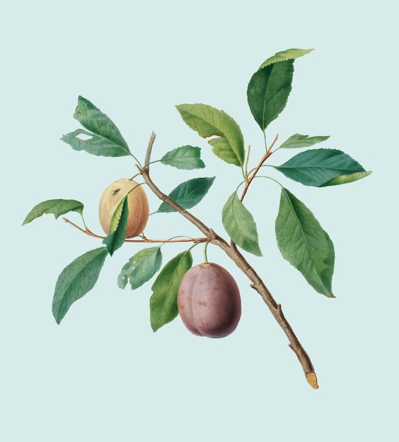 Vecteur gratuit prunes espagnoles d&#39;illustration pomona italiana