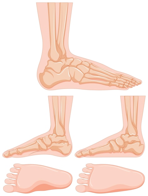 Vecteur gratuit schéma de l'os du pied humain