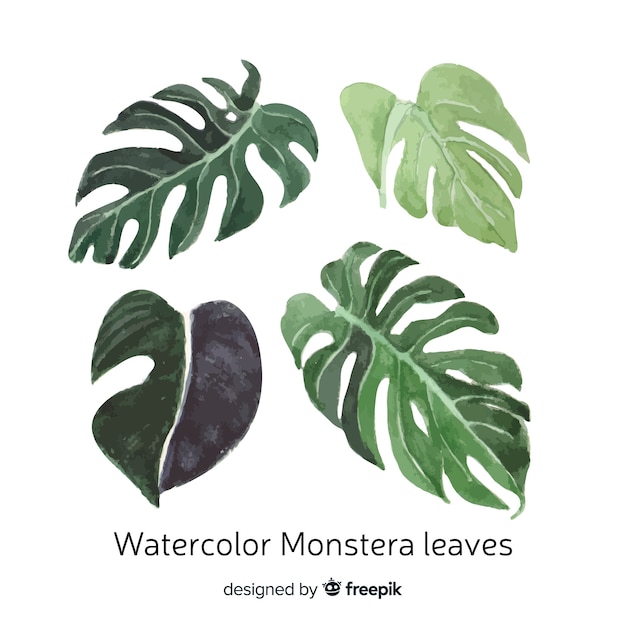 Vecteur gratuit set de feuilles d'aquarelle monstera