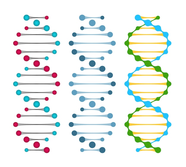 Vecteur gratuit trois variantes de molécules d'adn double brin montrant les paires de nucléotides dans une illustration vectorielle à double hélice