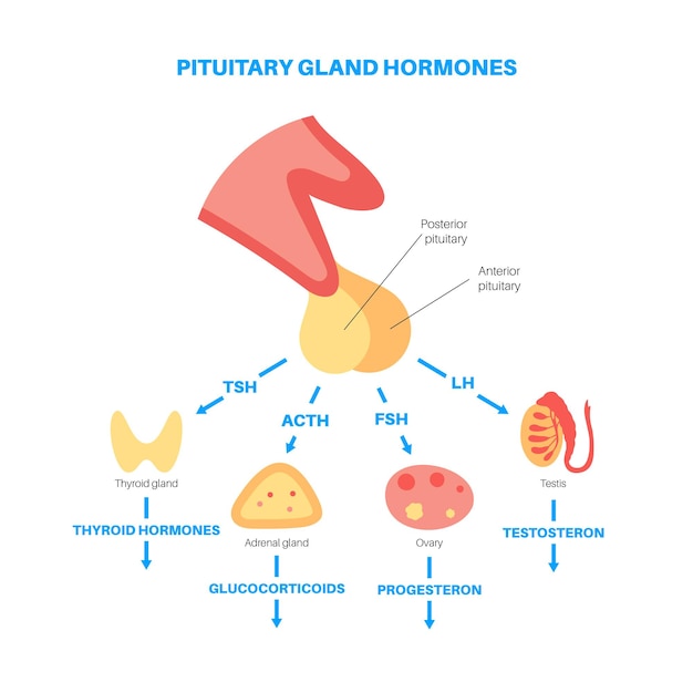 Anatomie de la glande pituitaire. Concept du système endocrinien humain, du cerveau et de l'hypothalamus. Connexion des organes internes avec les hormones de l'hypophyse antérieure et postérieure isolée illustration vectorielle