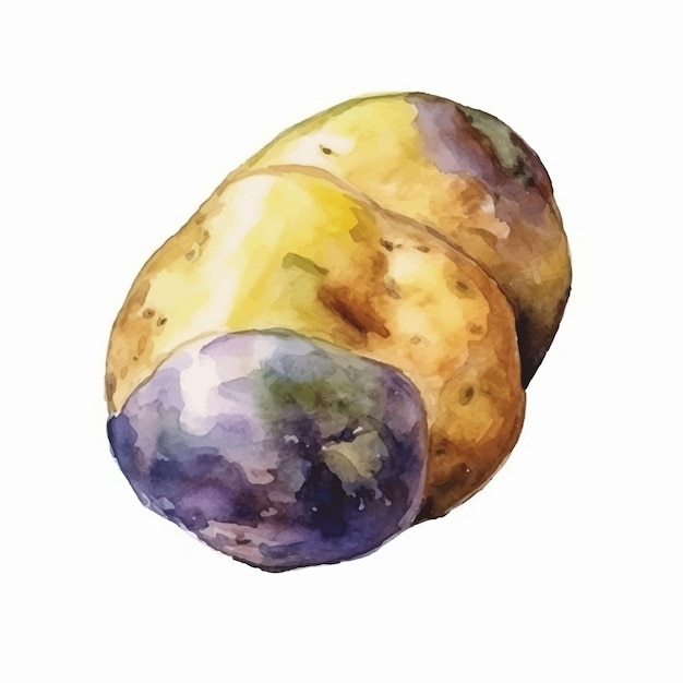 Vecteur aquarelle fond blanc isolé de feuilles de pomme de terre