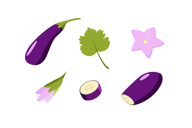 Aubergines entières et coupées, fleurs et feuilles d'aubergine. Illustration vectorielle de légumes, un ensemble de récolte.