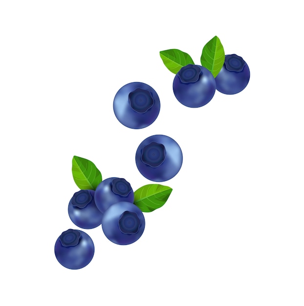 Blueberries Realistic Vector illustrations.