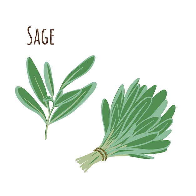 Vecteur bouquet de sauge et collection de brindilles séparées épicées d'herbes. style plat. illustration vectorielle