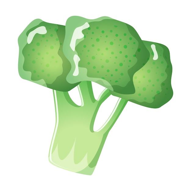 Vecteur le brocoli vert frais isolé sur un fond blanc concept d'aliments biologiques sains calabrese