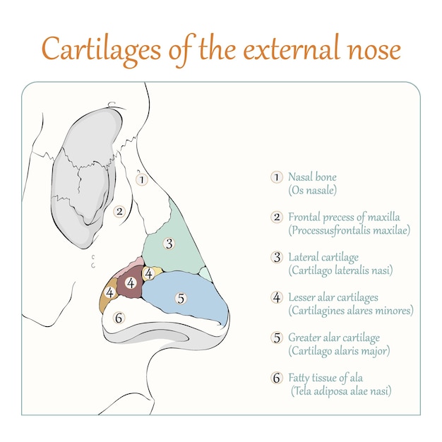 Vecteur cartilages de l'illustration vectorielle plate du nez externe