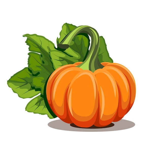 Citrouilles avec des feuilles sur fond blanc. illustration orange mûre citrouille - courge pour Halloween, fête des récoltes d'automne ou jour de Thanksgiving. Légumes respectueux de l'environnement.