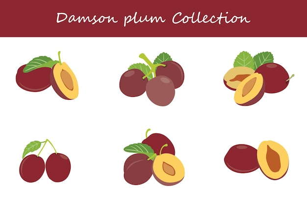 Vecteur collection de prunes damson dans différentes poses illustration vectorielle