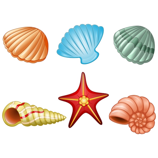 Coquillages et étoiles de mer