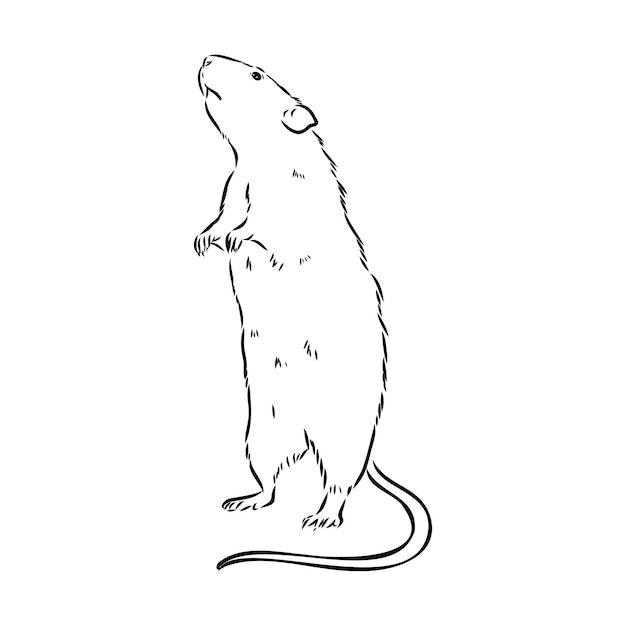 Vecteur croquis de rat dessiné à la main illustration vectorielle noir et blanc