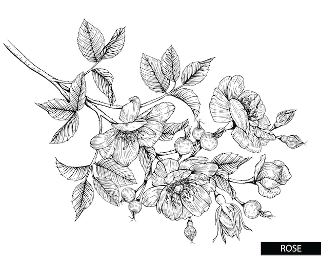 Dessins de fleurs de rose.