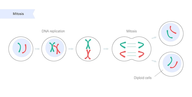 Vecteur division cellulaire de la mitose