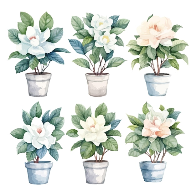 Ensemble d'aquarelle Gardenia fleur arbres clipart en pot de fleurs fond blanc