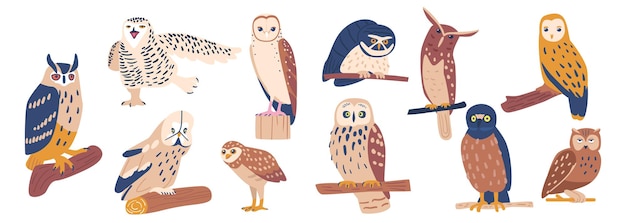 Vecteur ensemble de différents hiboux isolés sur fond blanc. oiseaux drôles assis sur des branches d'arbres. animaux sauvages, créatures volantes dans un joli style scandinave, mascottes du parc zoologique. illustration vectorielle de dessin animé