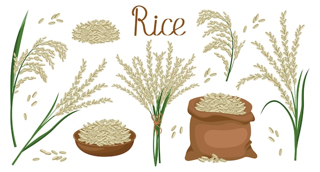 Vecteur un ensemble de grains et d'épillets de riz plante de riz grains de riz dans une assiette et un sac bouquet de riz