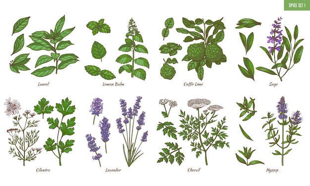 Vecteur ensemble d'herbes épicées avec des plantes d'éléments floraux dans un style dessiné à la main pour la conception de surface flyers imprime cartes bannières illustration vectorielle