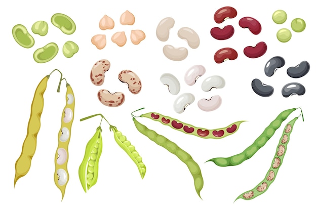 Vecteur ensemble d'icônes gousses et graines de haricots, légumes naturels de pois verts et de pois chiches. récolte des reins, alimentation saine isolé sur fond blanc. légumes biologiques, plantes de jardin. illustration vectorielle de dessin animé