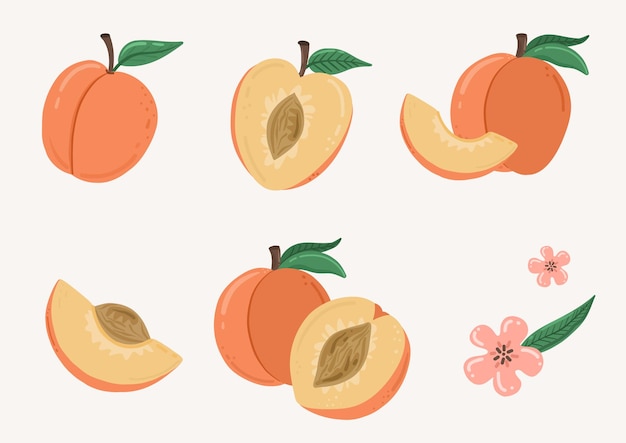 Vecteur ensemble de pêches avec illustration de doodle de dessin animé de fruits feuilles