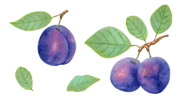 Vecteur ensemble de prunes baies violettes sur branches avec feuilles fruits mûrs pour une alimentation saine