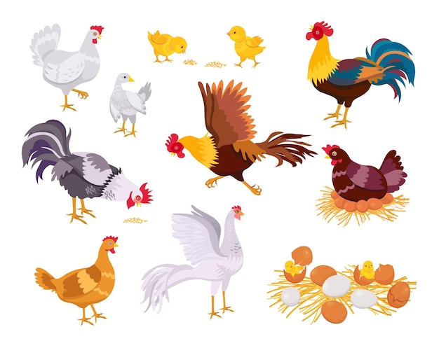 Vecteur famille de poulet de ferme de dessin animé, coq, poule et poussins. les oiseaux domestiques plats mangent, courent et s'assoient sur des œufs. nid avec poussin. ensemble de vecteurs de croissance de volaille. coquilles d'œufs éclos avec des nouveau-nés à la campagne