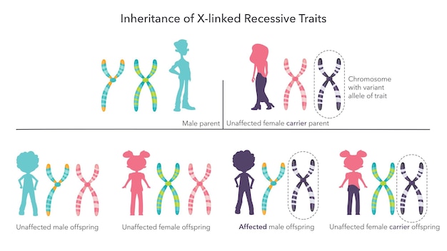 Vecteur héritage des traits génétiques liés à x illustration vectorielle infographie scientifique