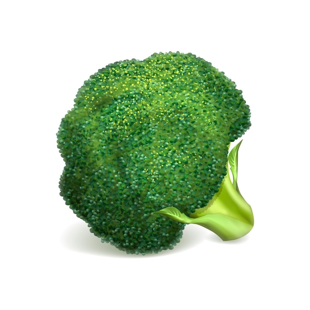 Vecteur icône de brocoli vert illustration réaliste de l'icône de vecteur de brocoli vert pour la conception de sites web