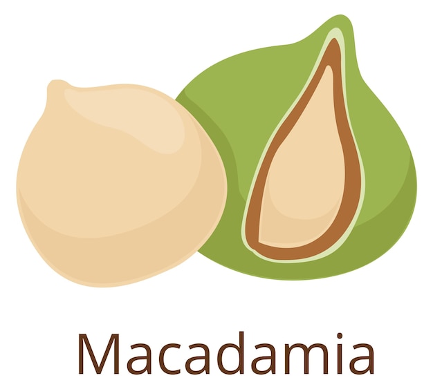 Icône de noix de macadamia Collation crue fraîche bio