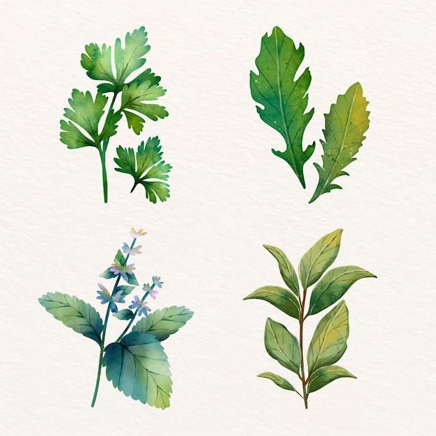 Illustration de la collection d'herbes à l'aquarelle