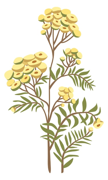 Illustration isolée florale vectorielle de la fleur de Tansy