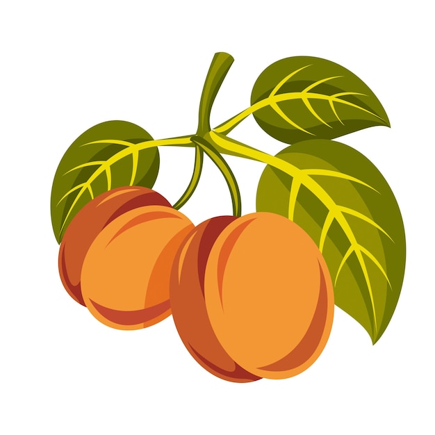 Illustration simple d'aliments biologiques végétariens, deux abricots orange doux mûrs vectoriels avec des feuilles vertes isolées sur blanc. Fruits entiers.