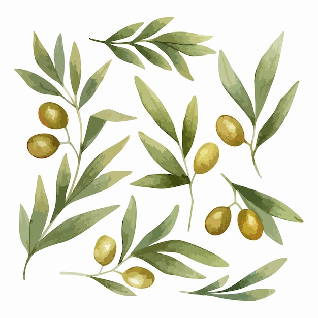 Illustrations à l'aquarelle avec des branches d'olivier et des fruits d'olives sur une image clipart de fond blanc