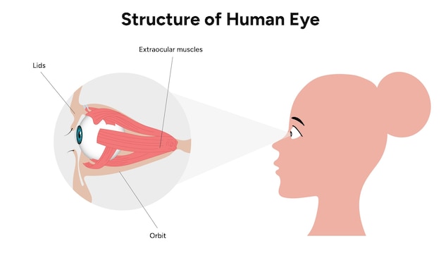 Vecteur infographie d'illustration médicale de l'anatomie de l'œil humain