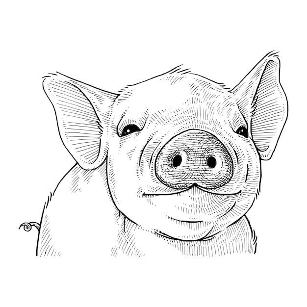 mignon, cochon, main, dessiné, illustration