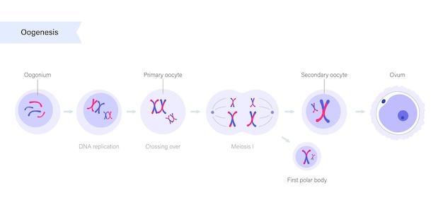 Vecteur oogenèse