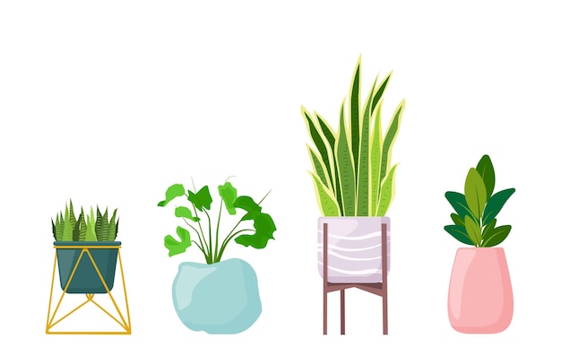 Vecteur plantes à la maison dans des pots sur un support succulents ficus vector