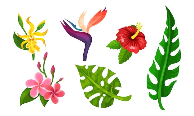 Vecteur plantes tropicales vectorielles illustrées avec une flore exotique différente avec des palmiers et des fleurs exotiques