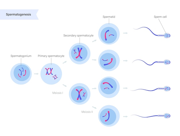 Vecteur spermatogenèse