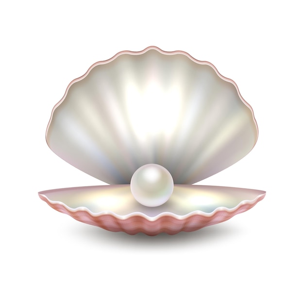 Vecteur réaliste belle coquille de perle de mer ouverte naturelle agrandi isolé sur fond blanc. Modèle de conception, clipart, icône ou maquette en EPS10.