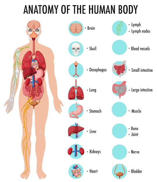 Anatomie der Infografik zur Information des menschlichen Körpers