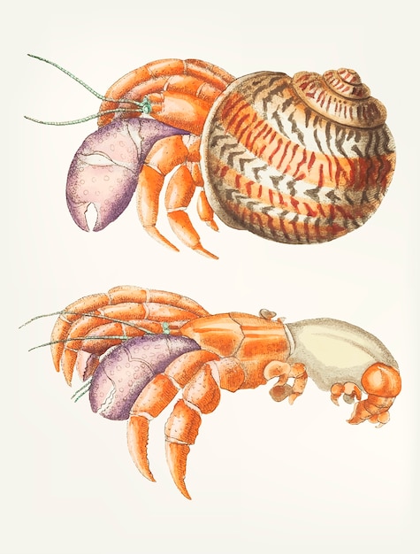 Kostenlose Vektor hand gezeichnet von der diogenekrabbe