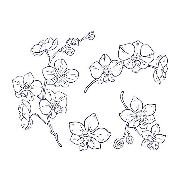 Hand gezeichnete Orchideen-Umrissillustration